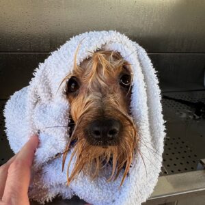 Pet Bath
